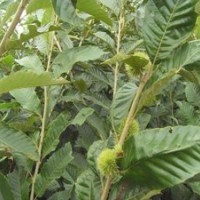 30年苗木基地特供優(yōu)質(zhì)嫁接板栗苗(圖)