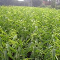 優(yōu)質(zhì)油桃苗