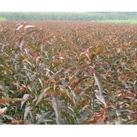 紅葉碧桃苗紅葉碧桃苗價格山東紅葉碧桃苗供應(yīng)紅葉碧桃苗
