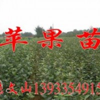 富士蘋果苗，秦皇島蘋果苗，3-4公分蘋果苗-河北苗圃基地