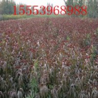 苗農(nóng)直銷果樹苗木 蘋果苗 梨苗 桃苗--