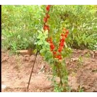 鈣果苗供應(yīng)-中華鈣果苗-1年生鈣果苗-2年生鈣果苗-3年生鈣果苗