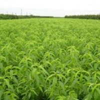 供應(yīng)桃樹苗--棗樹苗