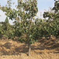 供應(yīng)5=6=7=8=9=10公分紅果樹