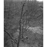 30萬(wàn)桃樹(shù)苗，桃樹(shù)，梨樹(shù)，山楂樹(shù)，杏樹(shù)，蘋果樹(shù)，柿子樹(shù)