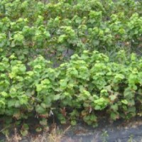 供應(yīng)核桃苗，山楂苗，蘋果苗，梨樹苗，桃樹苗，櫻桃苗