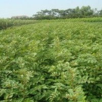 供應(yīng)花椒苗花椒樹苗二年花椒苗山西花椒苗基地