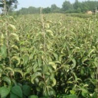 供應(yīng)柿子苗 柿子樹(shù)