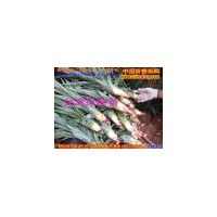 供應臺灣特甜“鳳梨之王”種苗