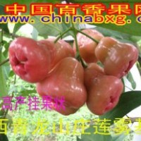 供應臺灣黑珍珠蓮霧種苗