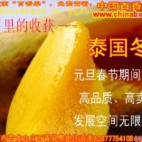 供泰國冬芒種苗