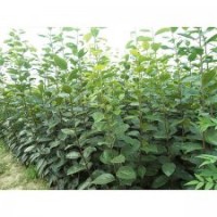 供應優(yōu)質(zhì)柿子樹柿子苗柿子嫁接苗柿子成品苗