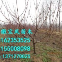 3公分桃樹苗|5公分桃樹苗|6公分桃樹苗|果樹小苗|綠化苗木