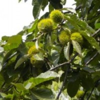 北方栗子樹，栗子樹價格，栗子樹圖片