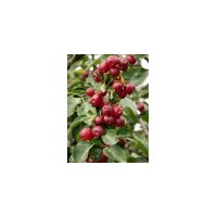 供應(yīng)12年秋季果樹苗