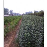 紅富士蘋果苗，山東富士蘋果苗價(jià)格