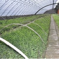 火熱八月低價出售優(yōu)質(zhì)藍莓苔蘚苗木