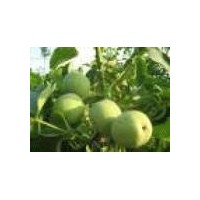 青皮核桃價(jià)格青皮核桃圖片哪里找運(yùn)城青皮核桃