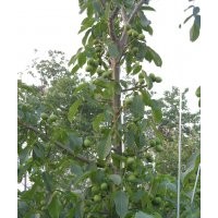 供應果樹苗木金世紀、萌、夏紅、珊夏、信濃紅、意大利早紅、富紅