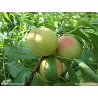 供應(yīng)1-10公分 蘋果樹