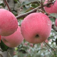 大量供應(yīng)蘋果苗、果樹苗木、