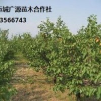 杏樹出售、8-15公分杏樹、價格優(yōu)惠