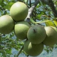 核桃苗山楂苗國(guó)槐苗油松苗皂角苗