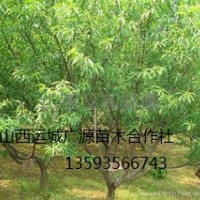 山桃樹出售、3公分山桃樹大量供應(yīng)