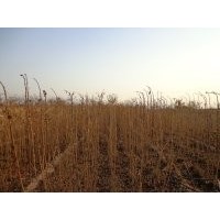 山桃苗，欒樹苗，國(guó)槐苗