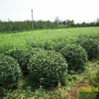 山東淄博急售臭椿2-5cm的5000棵，兩年生核桃苗2萬棵