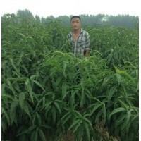 優(yōu)質桃樹實生苗