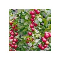 供應(yīng)鈣果苗#鈣果苗 鈣果苗品種 鈣果苗圖片