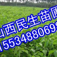 山西核桃苗 品種核桃苗 實生核桃苗