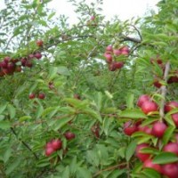 供應(yīng)新品種鈣果苗 中國鈣果苗價格