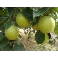 梨苗，蘋果苗，山楂苗