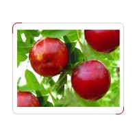 供應(yīng)各種占地苗