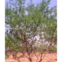 出售自家3-5公分桃樹有需要者聯(lián)系