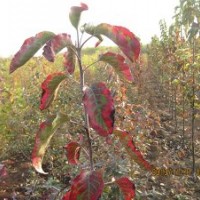 供應(yīng)彩葉豆梨