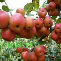 冬紅海棠苗，又名長壽果，冬不落，山東北美海棠研究所