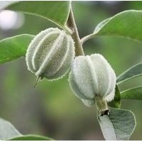 翅果油樹(shù)苗 嫁接翅果油樹(shù)苗