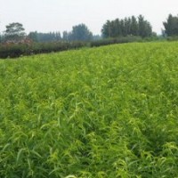 桃苗，桃樹苗，桃樹苗價(jià)格