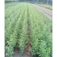 桃樹苗，0.5公分--6公分桃樹苗