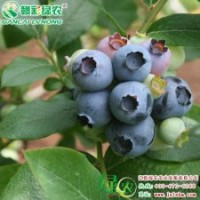 南方夏普藍(lán) 南方藍(lán)莓小苗供應(yīng) 南方夏普藍(lán)詳細(xì)介紹|江西綠農(nóng)發(fā)展