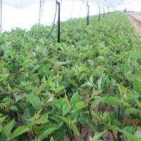 山東吉塞拉櫻桃苗，山東吉塞拉占木苗