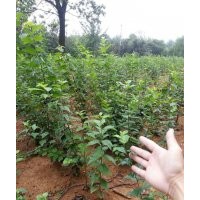 常年出售供應(yīng)大量柞榛小苗