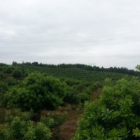 永修那里楊梅樹好