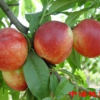 桃苗品種：中油八號(hào)滿園紅中油四號(hào)綠化九號(hào)桃苗