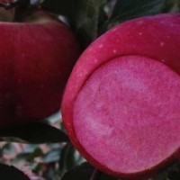 供應(yīng)紅色之愛(ài)蘋(píng)果樹(shù)苗