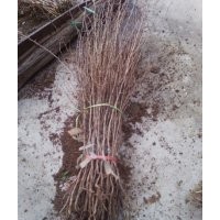 櫻桃 杏 桃 蘋果 梨 山楂 柿子 棗 鈣果 核桃