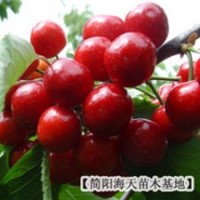 紅燈車?yán)遄用?紋川車?yán)遄用?車?yán)遄悠贩N來源